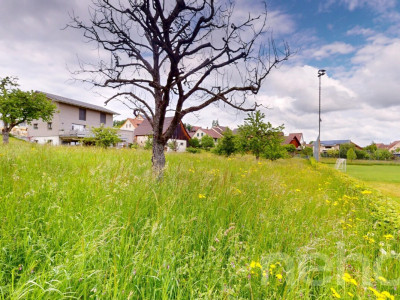 Ruhig gelegenes Baugrundstück mit Weitsicht in Arboldswil image 5