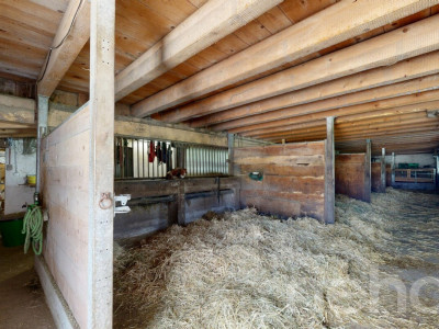 Grande ferme idéale pour les amoureux de chevaux image 10