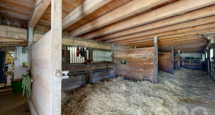 Grande ferme idéale pour les amoureux de chevaux image 10