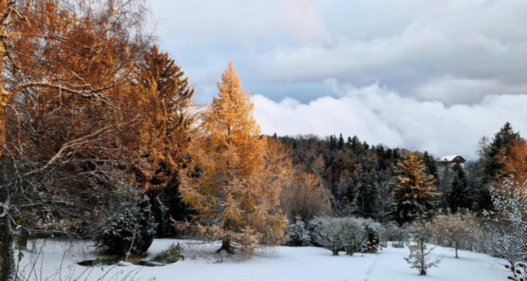 Magnifique maison villageoise de 3 logements image 9