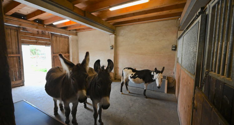 OPPENS - MAGNIFIQUE FERME SUR 5 HECTARES  image 10