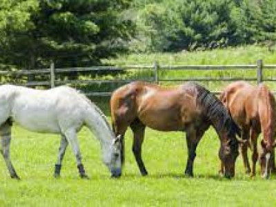 MAISON-TRIPLEX NOUVELLE CONSTRUCTION ÉCOLOGIQUE AVEC JARDIN, CAVE, PARKING image 3