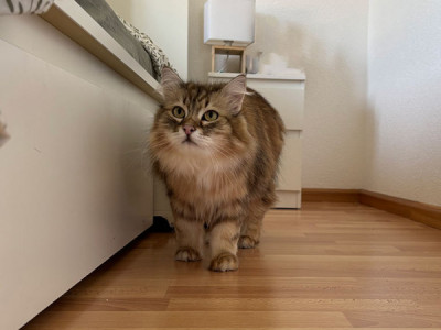 Appartement 5,5 pces de plain-pied image 7