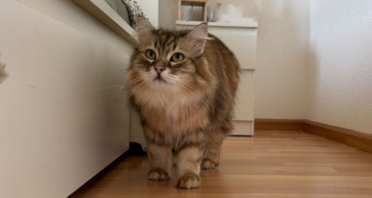 Appartement 5,5 pces de plain-pied image 7