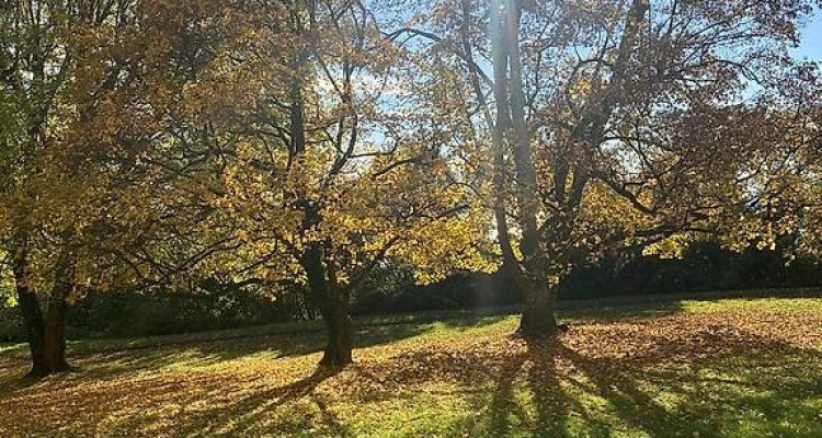 🏡 Reprise de bail – 2.5 pièces, Lausanne (Av. du Parc de la Rouvraie) au 16.01 image 2