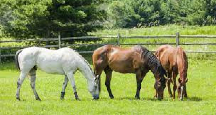 MAISON VILLAGEOISE ÉCOLOGIQUE, JARDIN, CAVE, PARKING, EN COURS DE CONSTRUCTION image 9