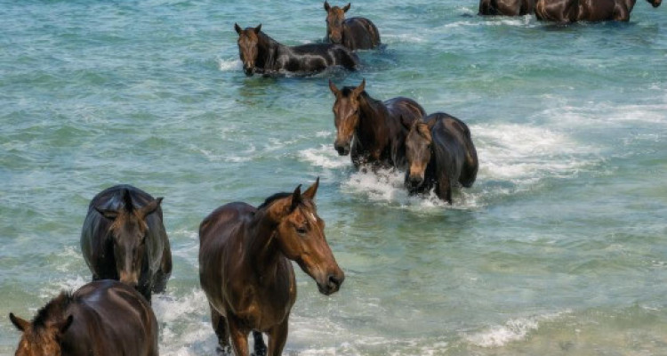 Villa d’exception avec vue océan | Sumba, Indonésie | Opportunité  image 7