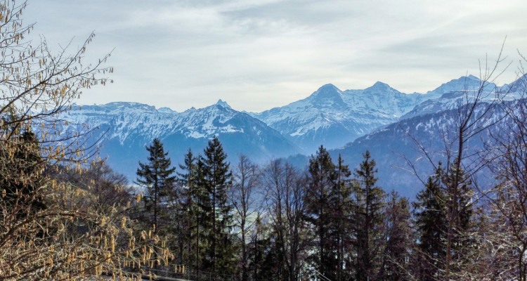 Wunderschöne Baulandparzelle mit Sicht auf Eiger, Mönch und Jungfrau image 3