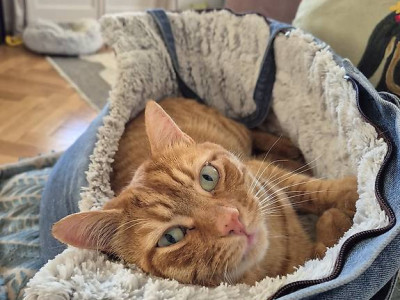 Sous location , appartement à Pully 2100fr 2,5p image 5