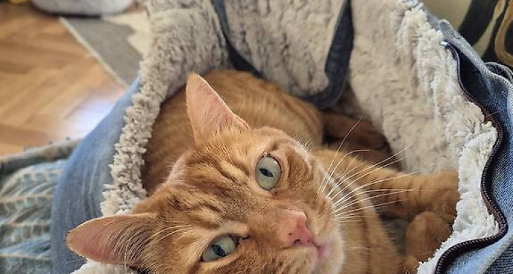 Sous location , appartement à Pully 2100fr 2,5p image 5