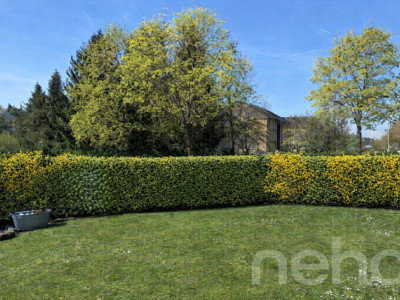 Einfamilienhaus mit Garten in Niederwenigen, nähe Zürich image 10