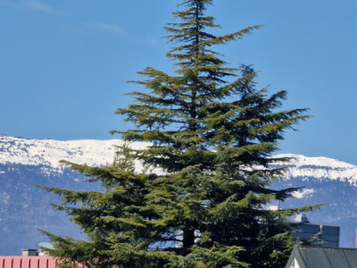 Contemporary apartment with its pleasant private garden 10 minto Geneva Center image 4