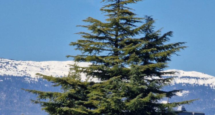 En Exclusivité: Appartement contemporain & son agréable jardin privatif image 4