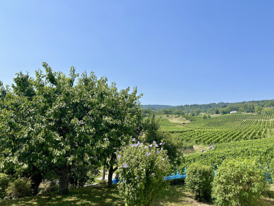 Au milieu des vignes image 1