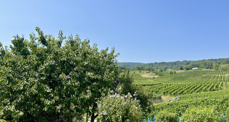 Au milieu des vignes image 1