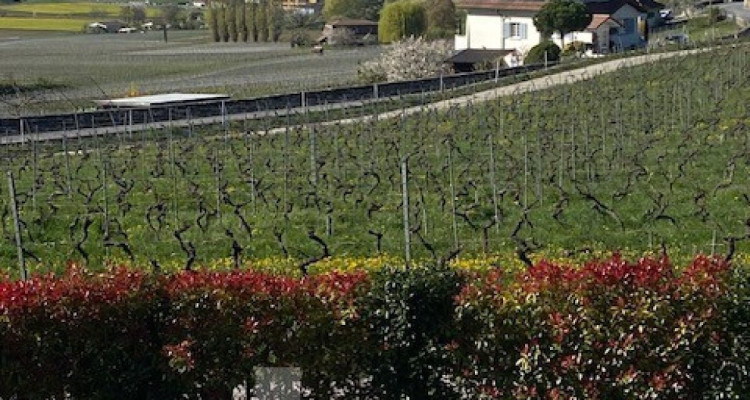 Maison contemporaine aux volumes dexception avec vue lac et Alpes image 4