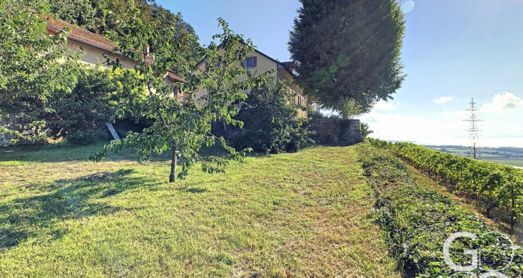 Ancienne maison vigneronne à transformer en maison de maître image 3