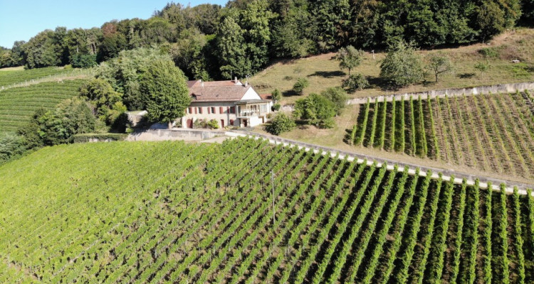 Ancienne maison vigneronne à transformer en maison de maître image 6