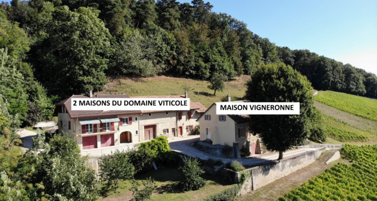 Ancienne maison vigneronne à transformer en maison de maître image 16