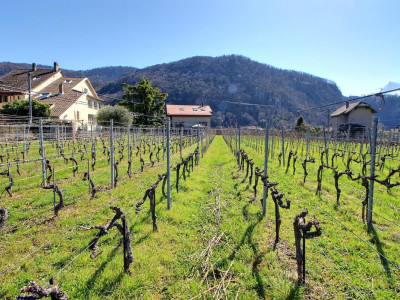 Aigle, maison vigneronne en viager occupé sans rente limité à 10 ans image 2