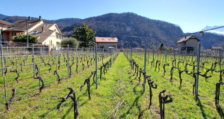 Aigle, maison vigneronne en viager occupé sans rente limité à 10 ans image 2