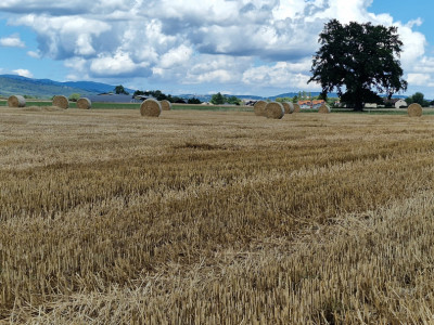 La prestigieuse et authentique propriété familiale à 5 minutes de Nyon image 7