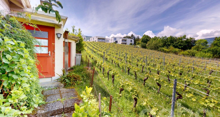Cocon à créer avec vue dégagée sur les vignes image 1