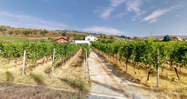 Maison 5.5p au Landeron avec vignes et fort potentiel image 5