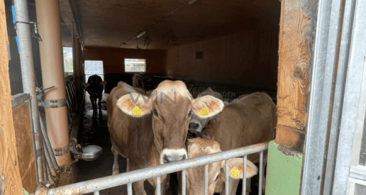 Bauernhof-Feeling für Gross und Klein image 4