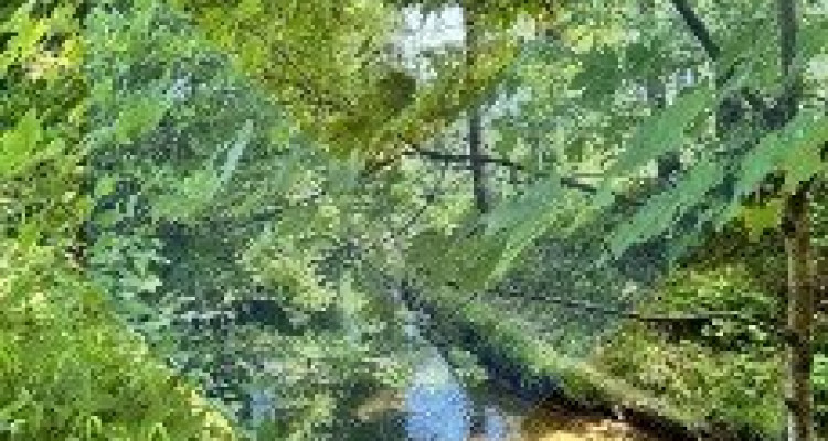 RAVISSANT DUPLEX 3.5 PIÈCES RÉNOVÉ EN 2025, AU CŒUR DE LA NATURE image 13