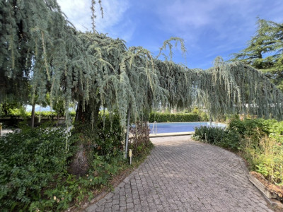 Belle et très spacieuse villa d’architecte, 12 pces, 2800 m2 terrain intimiste,  image 12