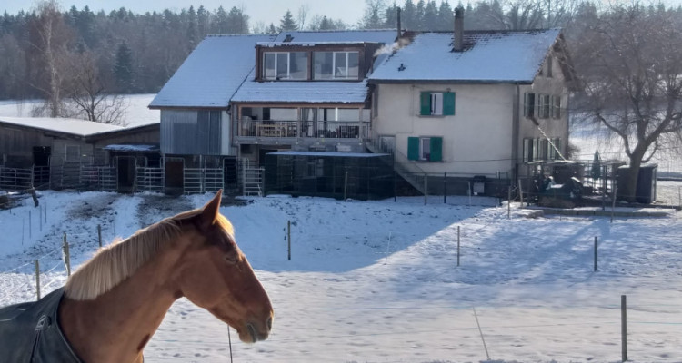 Magnifique 3,5p / 2 chambres / jardin partagé et vue - ECURIES chevaux image 8