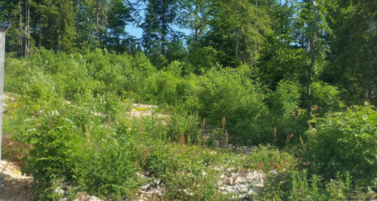 TERRAIN à bâtir, Lamoura Haut Jura image 1