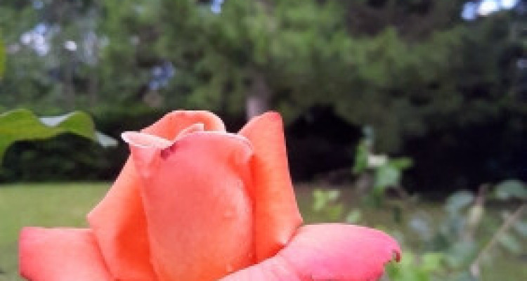 Votre future Maison individuelle familiale et son grand jardin image 1