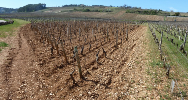 Bourgogne , domaine viticole de grands crus et maison de maître image 1