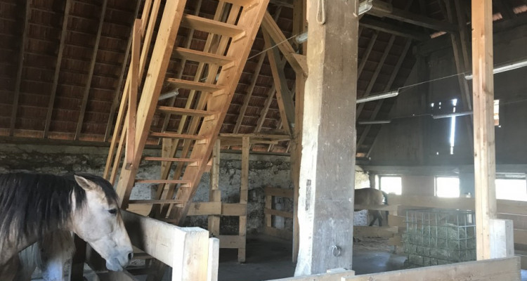 Cerniaz / VD domaine équestre de 21658m2 terrain + manège fermé 500m2 image 5