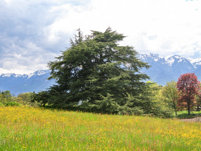 BLONAY - PROPRIETE DE CHARME - 13.0 PIECES image 2