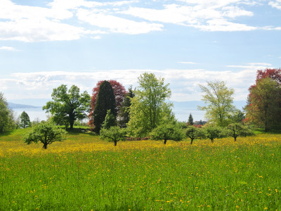 BLONAY - PROPRIETE DE CHARME - 13.0 PIECES image 3